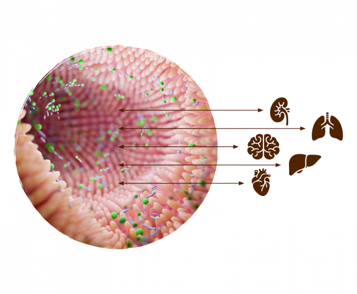 Illustration des Mikrobioms